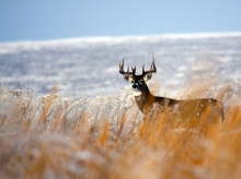 White Tail Deer Camas Wildlife Refuge