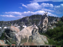 mountain  mountain goats trail cam July 2012