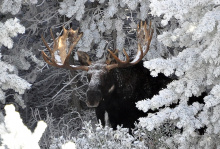large bull moose in snow covered trees November 2011 James Deitrick
