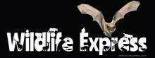 Wildlife Express: Bats