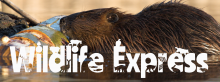 Wildlife Express Banner: Beavers