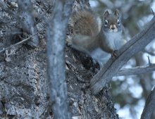 squirrel in tree February 2013