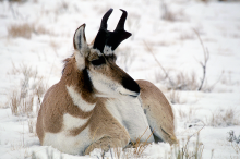 pronghorn buck antelope laying in snow medium shot November 2004