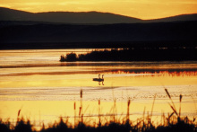 two swans swimming in sunset wide shot