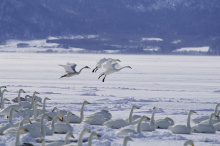 trumpeter swans landing others in snow medium shot