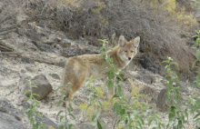 coyote-a6df-5c6cea130987_1_201_a.jpeg
