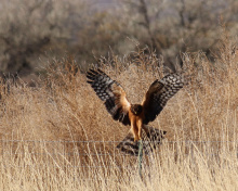 red tailed hawk landing November 2014