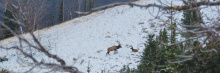 banner-elk-in-snow