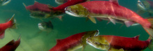 Sockeye salmon gathering to spawn