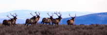 Ridgeline bull elk on the run / Photo by Brett Panting