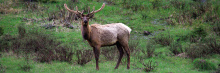 Bull elk in velvet / Photo by Scott Rudel