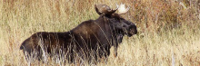 Bull moose in yellow grass