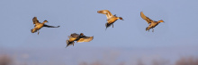 banner_flying-pintails