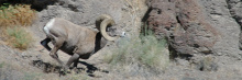 Bighorn ram running