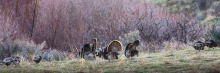 Flock of Wild Turkeys feeding