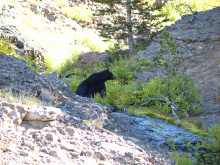 black bear sitting in brush September 2008