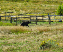 medium shot of a grizzly in a pasture September 2008