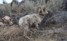 bighorn ram, by Roger Phillips, IDFG