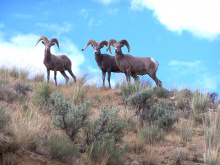 bighorn sheep on a ridge July 2004