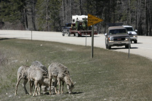 bighorns on road on the Lolo Pass April 2007