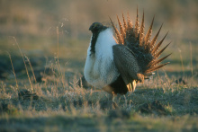 sage grouse with fan tight shot 