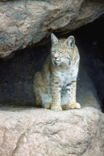 bobcat on ledge in rocks