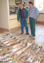  wide shot of an IDFG conservation officer and another man look over bobcat skins for a report February 2006