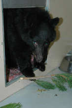 Booboo a four month old  black bear cub in recovery after having all four paws burned in the Mustang Complex fires near Salmon Idaho September 14, 2012