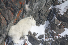 mountain goat in boulders covered in snow February 2012