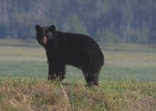 black bear in the Boundary Creek WMA Wildlife Management Area August 2015