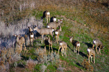 medium shot of a mule deer herd in the BRWMA Boise River Wildlife Management Area February 2010