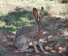 jack rabbit in dirt and grass
