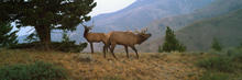 bull-elk-banner-0822