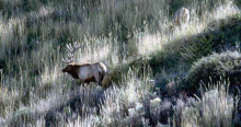 bull elk on a grassy hillside medium shot