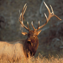 bull elk with grass on antlers head shot