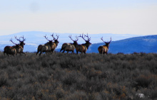 herd of bull elk in sage brush medium shot December 2012