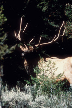 bull elk