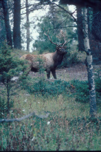 bull elk by trees