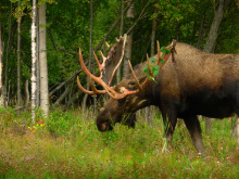 bull moose