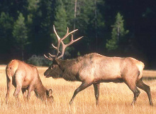 bull elk and cow elk in meadow