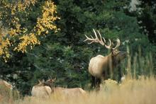 bull elk and cows in grass with Fall colors small photo