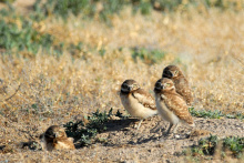 burrowing owls June 2007