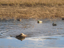  medium shot of a hunting dog retrieving a duck on the Coeurd'alene River November 2010