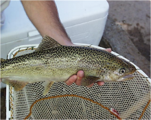 chinook being held above fish net