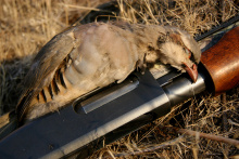 Chukar and shotgun, cc-by Roger Phillips