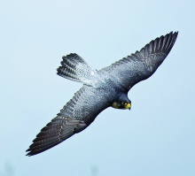 peregrine falcon in flight at the Colston Creek Access area 