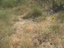 native grass habitat competition from weeds including cheek grass August 2006