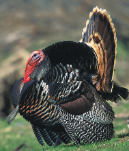 tom turkey in grass