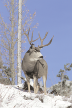 mule deer buck in snow 