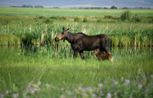 cow_and_calf_moose_silver_creek_july_2021